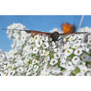 A local gardening center held an event that allowed you to enter a tent with live butterflies.  How could I pass that up?