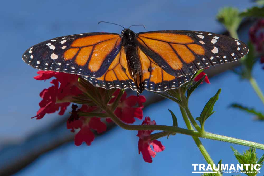 A local gardening center held an event that allowed you to enter a tent with live butterflies.  How could I pass that up?