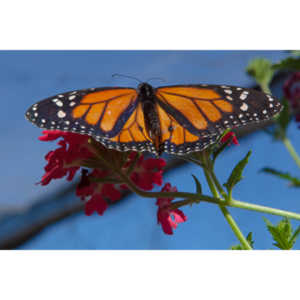 A local gardening center held an event that allowed you to enter a tent with live butterflies.  How could I pass that up?