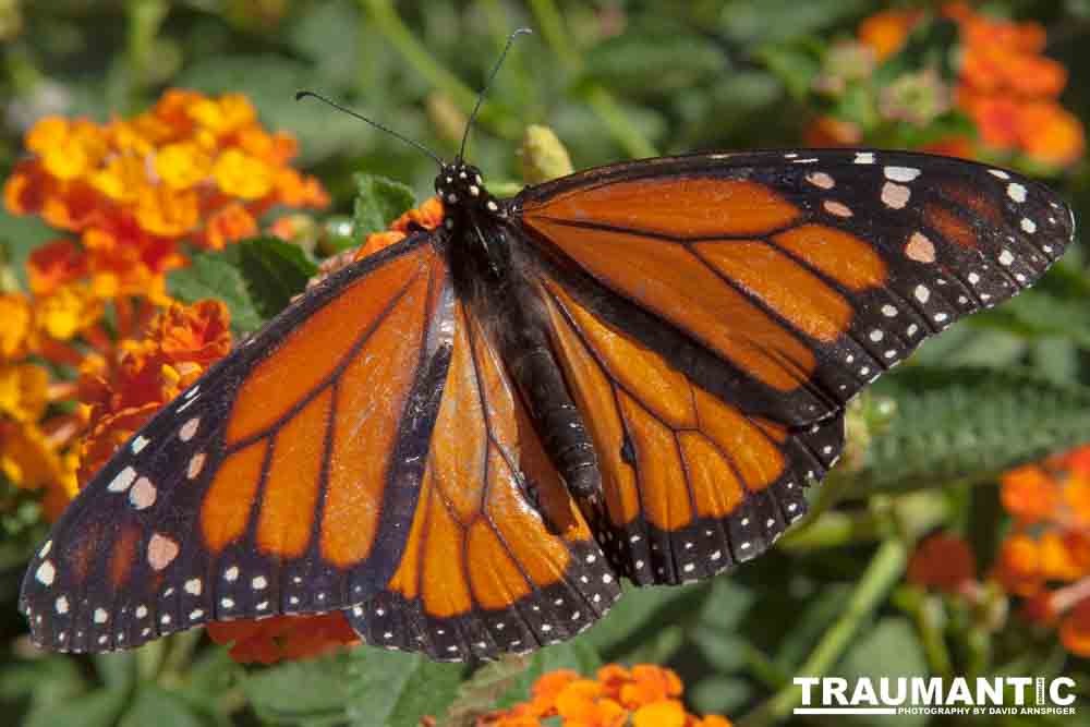 A local gardening center held an event that allowed you to enter a tent with live butterflies.  How could I pass that up?