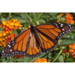 A local gardening center held an event that allowed you to enter a tent with live butterflies.  How could I pass that up?