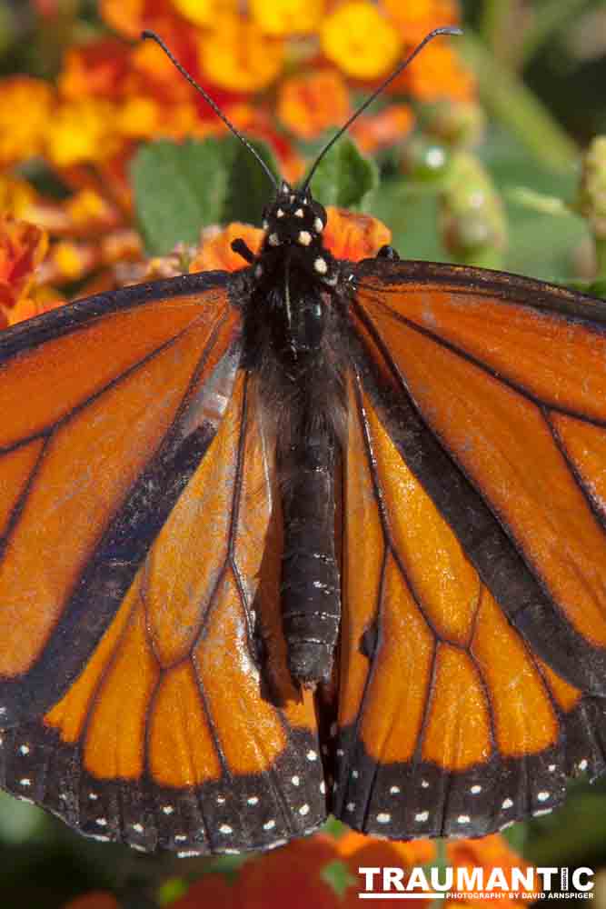 A local gardening center held an event that allowed you to enter a tent with live butterflies.  How could I pass that up?