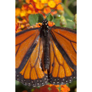 A local gardening center held an event that allowed you to enter a tent with live butterflies.  How could I pass that up?