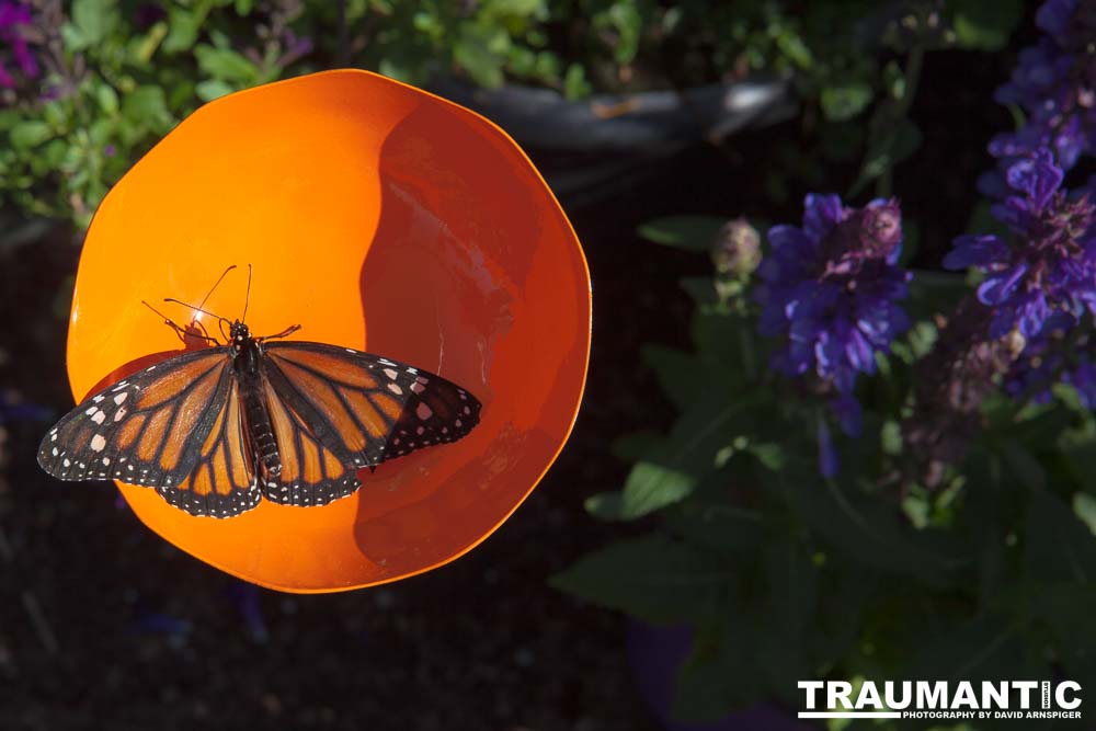 A local gardening center held an event that allowed you to enter a tent with live butterflies.  How could I pass that up?