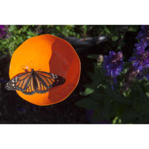 A local gardening center held an event that allowed you to enter a tent with live butterflies.  How could I pass that up?