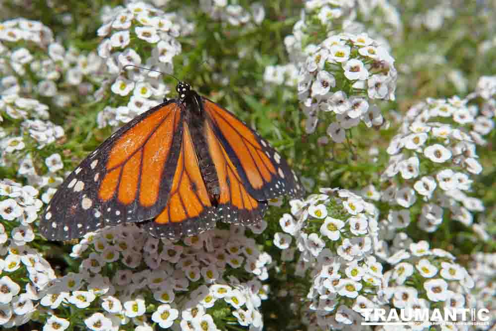 A local gardening center held an event that allowed you to enter a tent with live butterflies.  How could I pass that up?