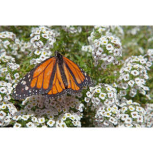 A local gardening center held an event that allowed you to enter a tent with live butterflies.  How could I pass that up?