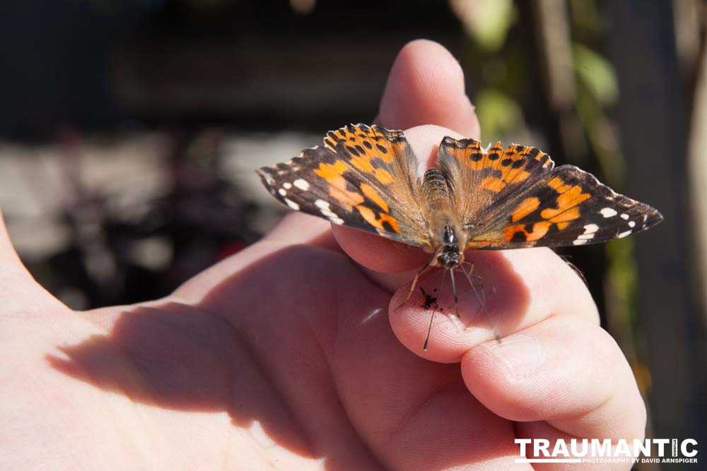 A local gardening center held an event that allowed you to enter a tent with live butterflies.  How could I pass that up?