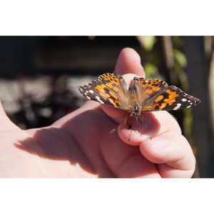 A local gardening center held an event that allowed you to enter a tent with live butterflies.  How could I pass that up?