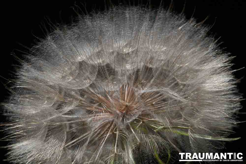 I hate dandelions in my yard, but I do see the beauty of the plants too.