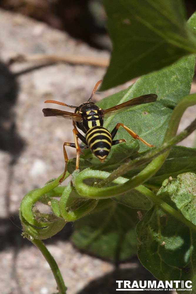 I always find something interesting to shoot in my yard.