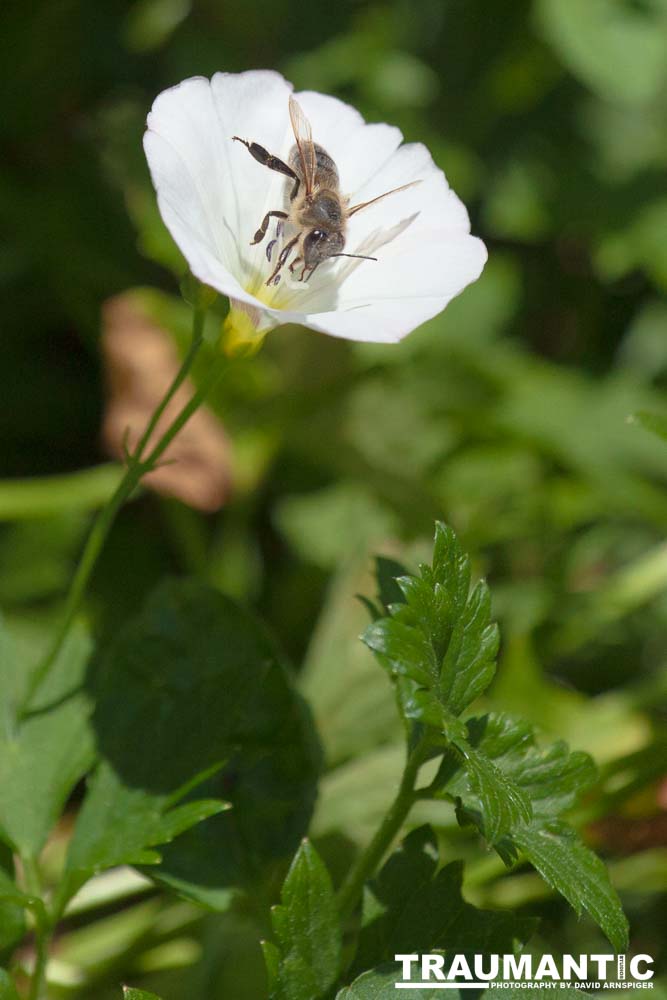 I always find something interesting to shoot in my yard.