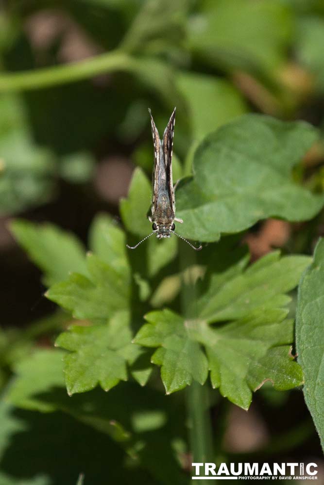 I always find something interesting to shoot in my yard.