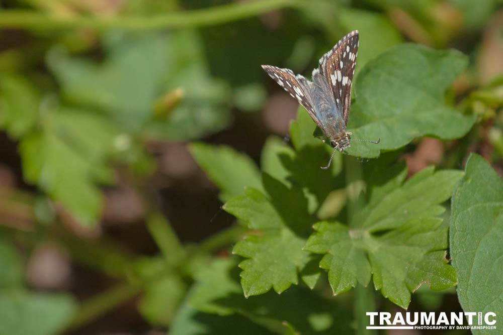 I always find something interesting to shoot in my yard.