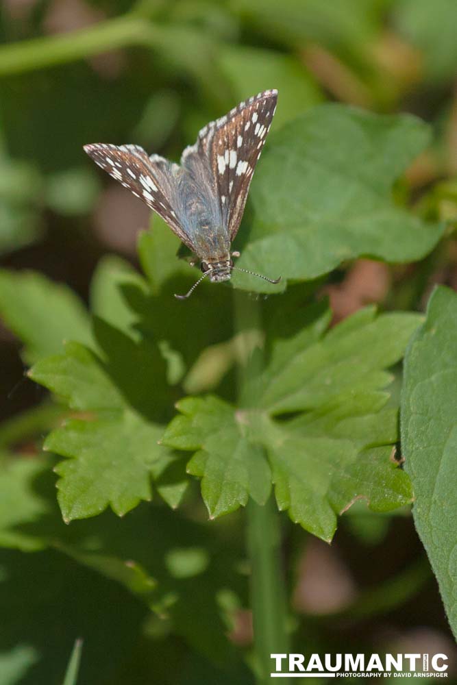 I always find something interesting to shoot in my yard.