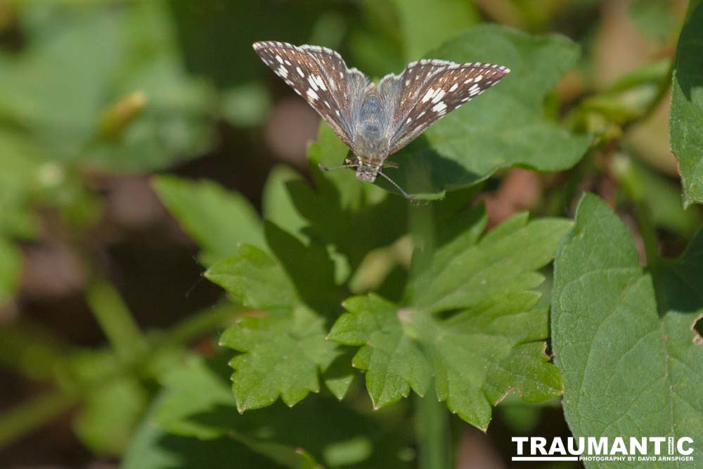 I always find something interesting to shoot in my yard.