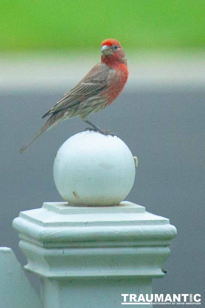 Observed these adorable birds lunching on insects in my garden.