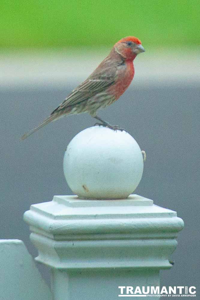 Observed these adorable birds lunching on insects in my garden.