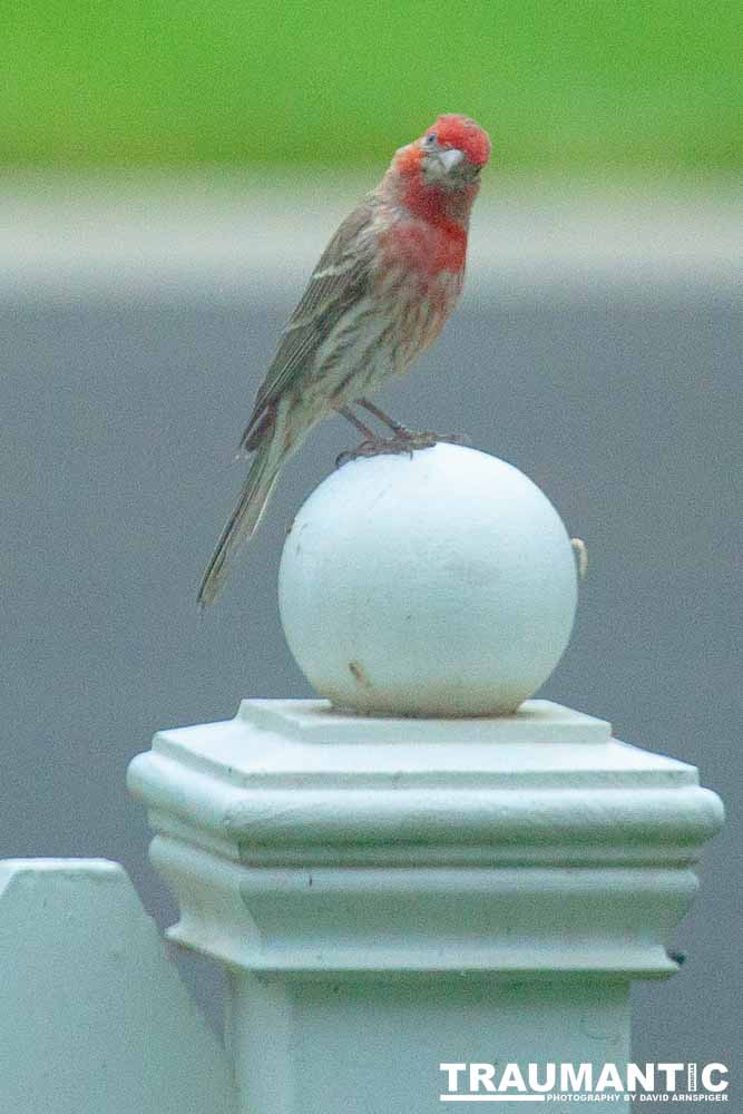 Observed these adorable birds lunching on insects in my garden.