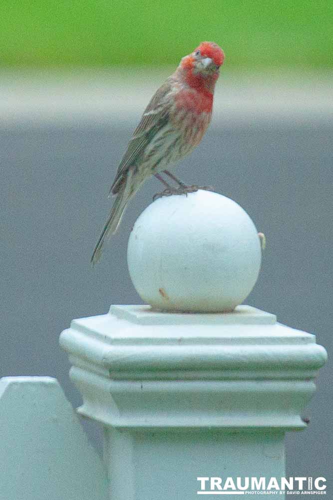 Observed these adorable birds lunching on insects in my garden.