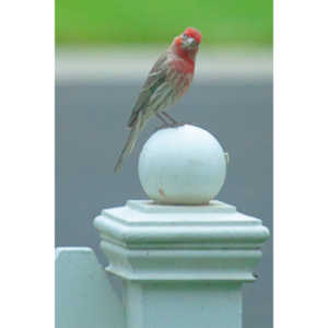 Observed these adorable birds lunching on insects in my garden.