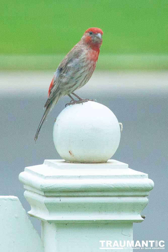 Observed these adorable birds lunching on insects in my garden.