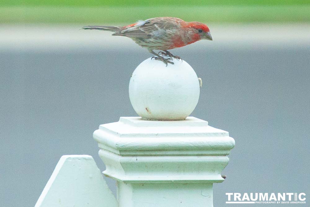 Observed these adorable birds lunching on insects in my garden.