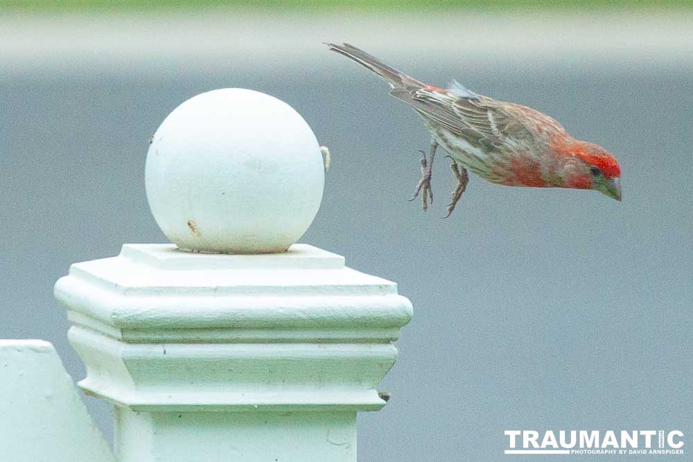 Observed these adorable birds lunching on insects in my garden.