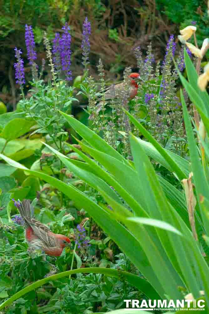 Observed these adorable birds lunching on insects in my garden.