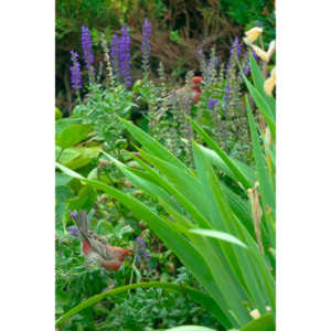 Observed these adorable birds lunching on insects in my garden.