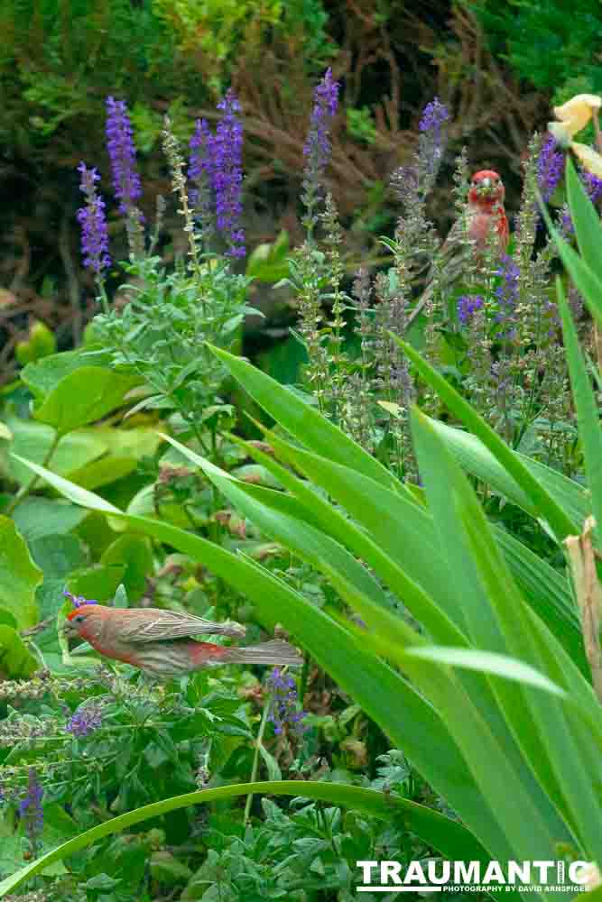 Observed these adorable birds lunching on insects in my garden.