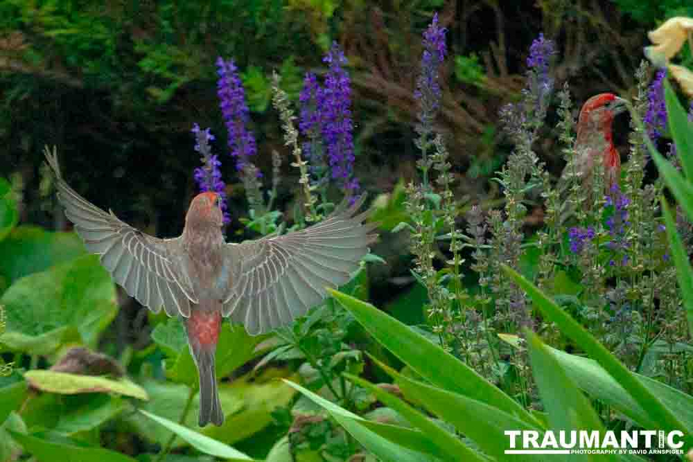 Observed these adorable birds lunching on insects in my garden.