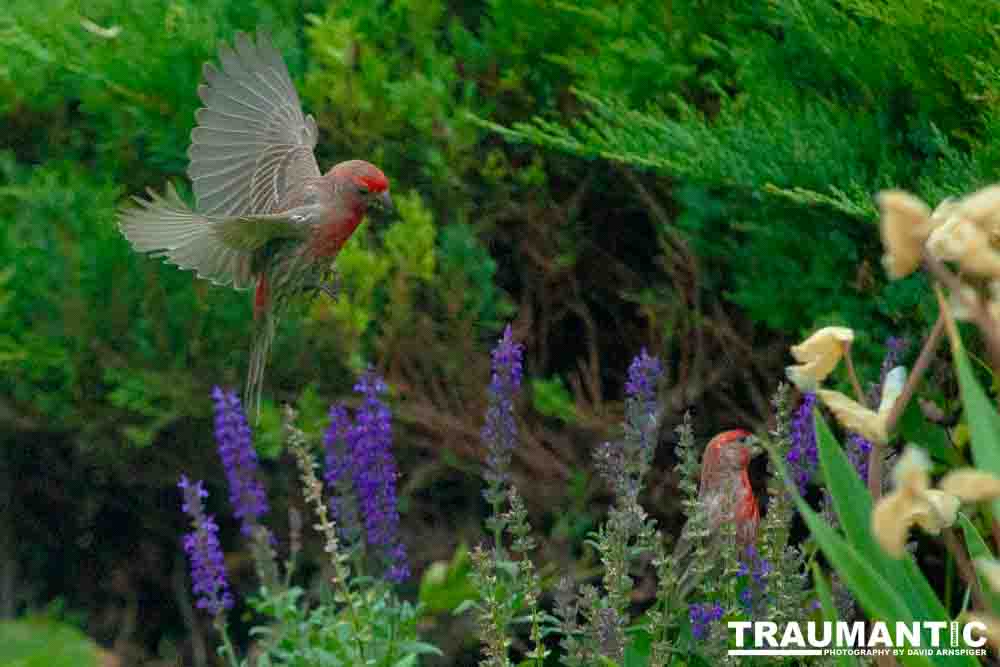 Observed these adorable birds lunching on insects in my garden.