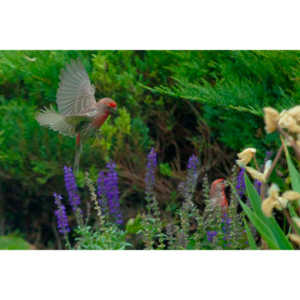 Observed these adorable birds lunching on insects in my garden.