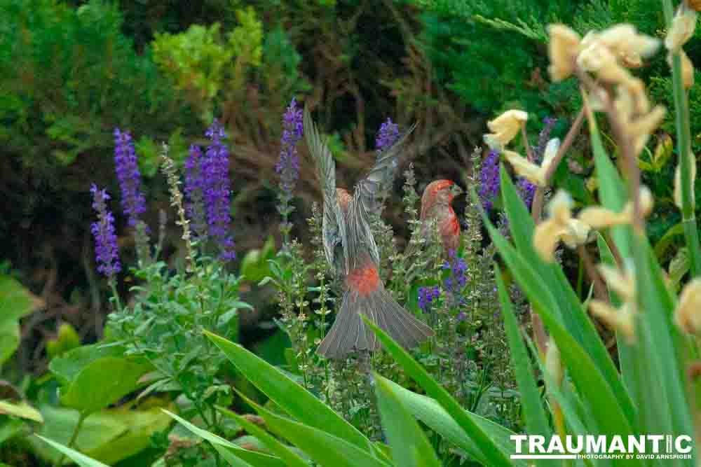 Observed these adorable birds lunching on insects in my garden.