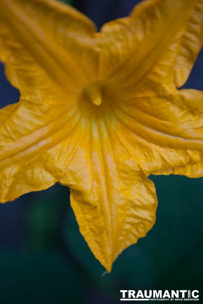 A beautiful little squash flower in our yard.