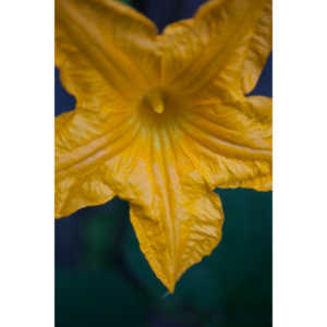 A beautiful little squash flower in our yard.