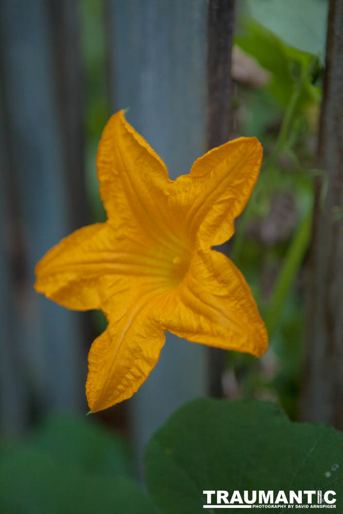 A beautiful little squash flower in our yard.