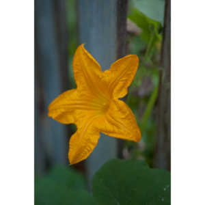 A beautiful little squash flower in our yard.