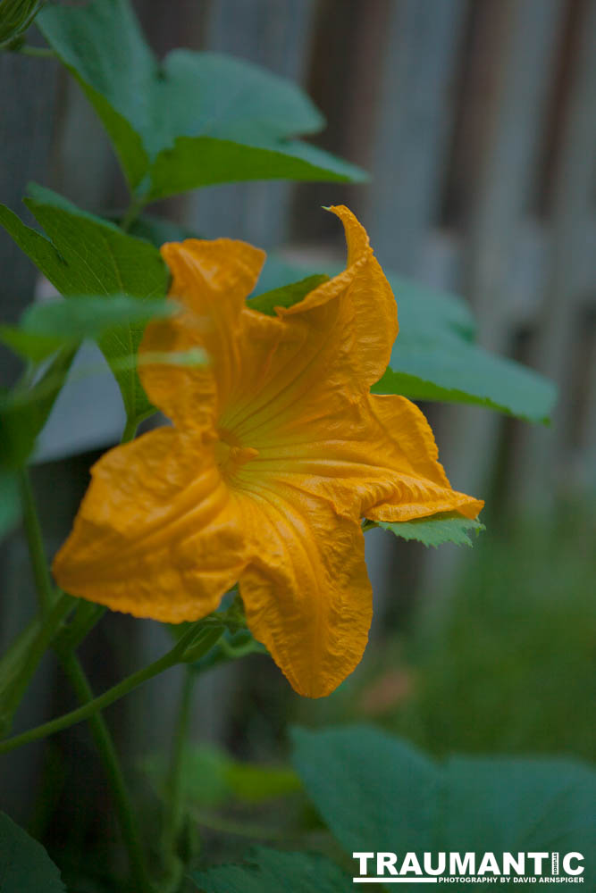 A beautiful little squash flower in our yard.