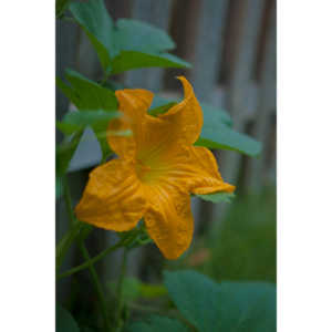 A beautiful little squash flower in our yard.