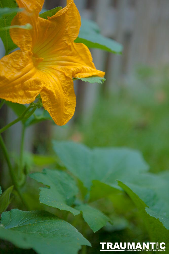 A beautiful little squash flower in our yard.