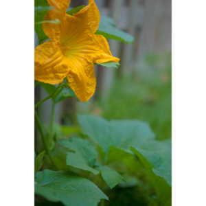 A beautiful little squash flower in our yard.