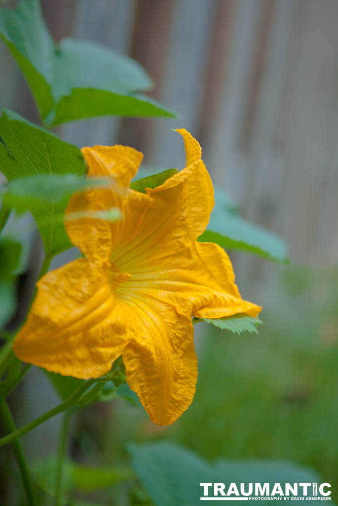 A beautiful little squash flower in our yard.