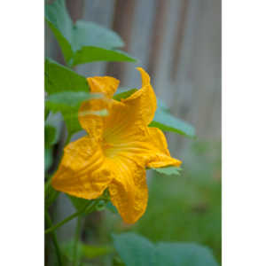 A beautiful little squash flower in our yard.