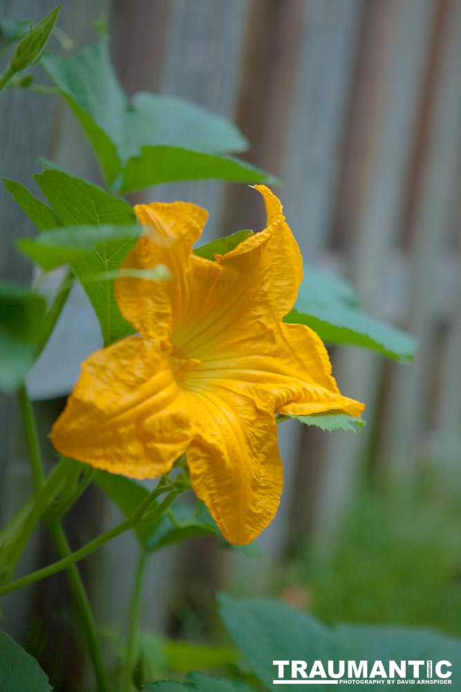 A beautiful little squash flower in our yard.