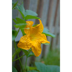 A beautiful little squash flower in our yard.