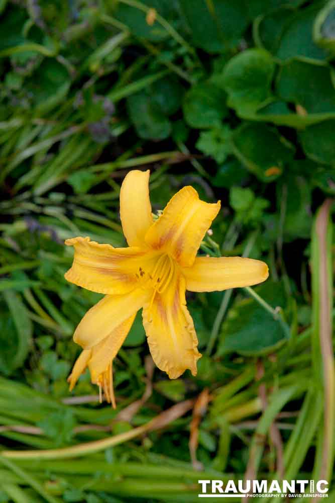 A beautiful little squash flower in our yard.