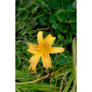 A beautiful little squash flower in our yard.