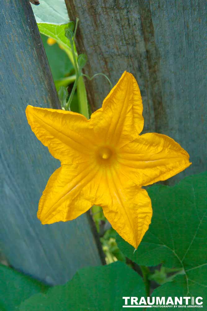 A beautiful little squash flower in our yard.